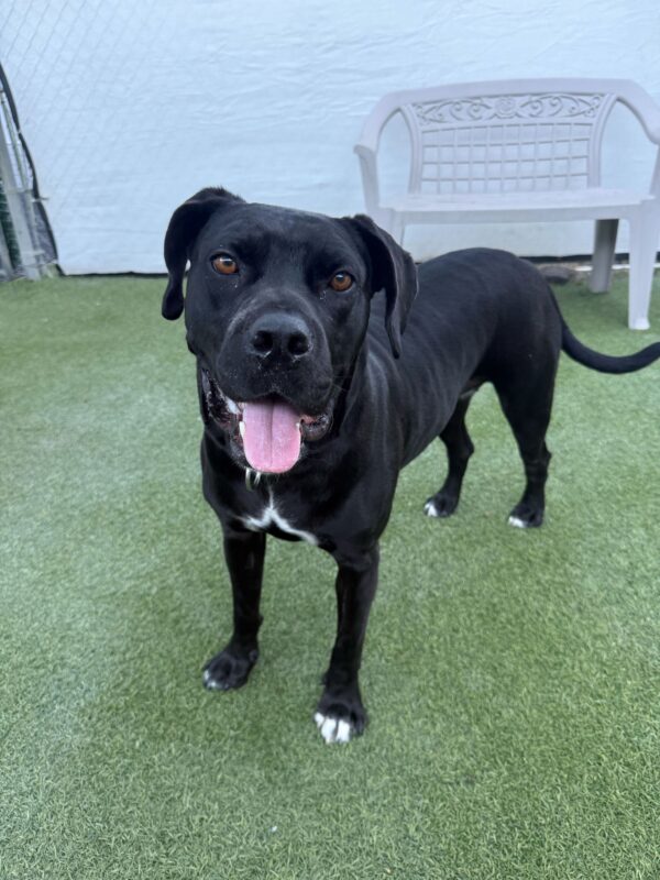 Velvet (Urgently Needs A Foster)