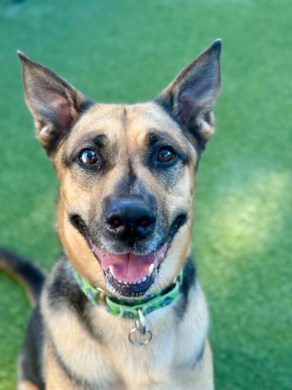 Kabru (Urgently Needs A Foster)