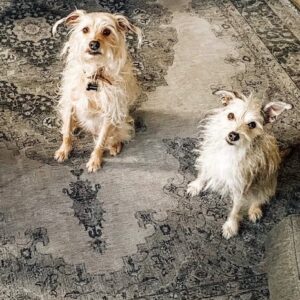 Jack and Mabel: Courtesy Post