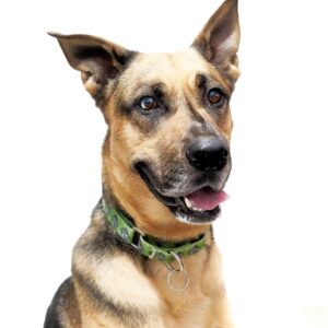 Kabru (Urgently Needs A Foster)