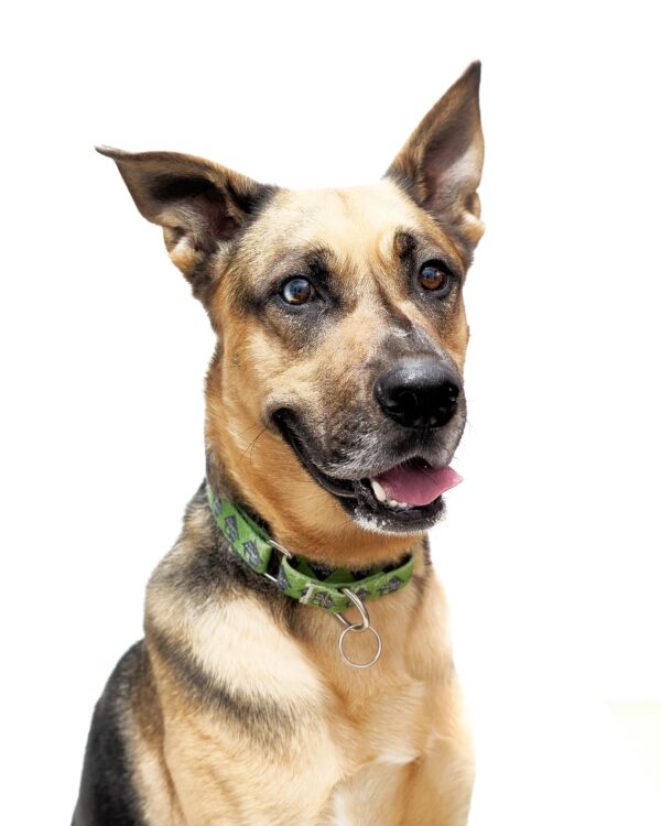 Kabru (Urgently Needs A Foster)