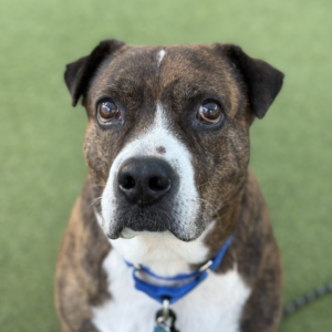 Lingo (Urgently Needs A Foster)