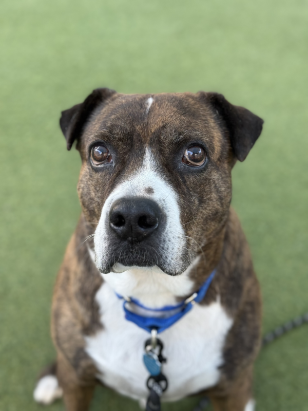 Lingo (Urgently Needs A Foster)