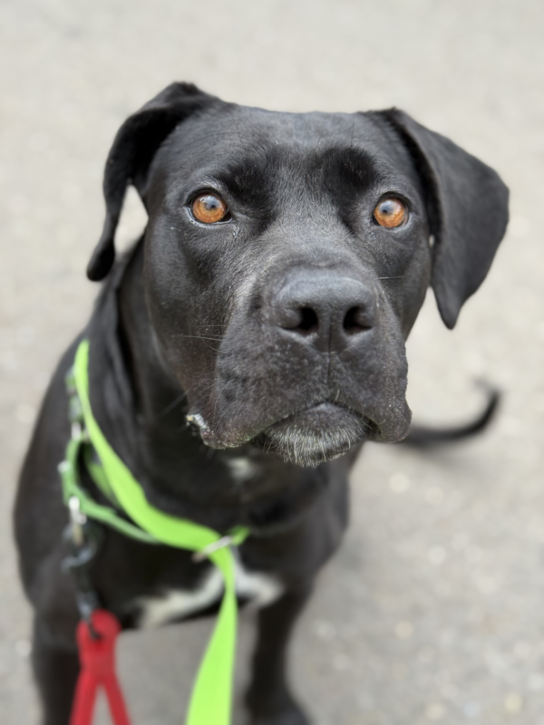 Velvet (Urgently Needs A Foster)