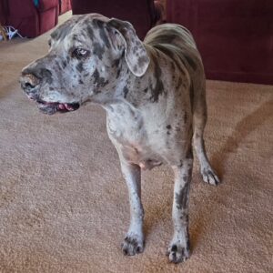 Jazzy and Kobe: Courtesy Post (Urgent)
