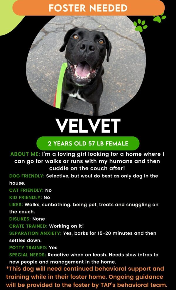 Velvet (Urgently Needs A Foster)