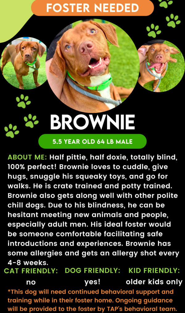 Brownie
