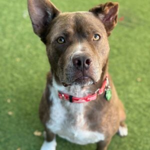 Gizmo 2 (Urgently Needs A Foster)