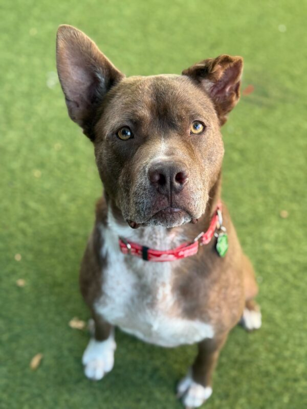 Gizmo 2 (Urgently Needs A Foster)