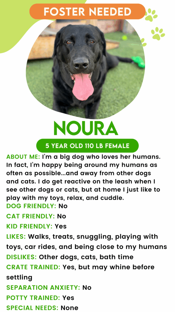 Noura:  (Urgently Needs a Foster)