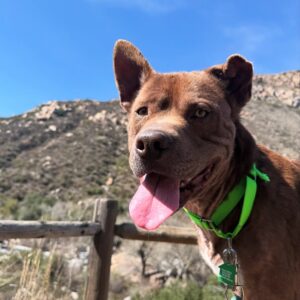 Gizmo (Urgently Needs A Foster)