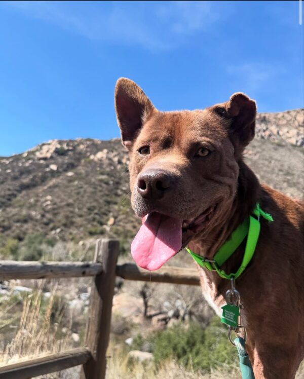 Gizmo (Urgently Needs A Foster)