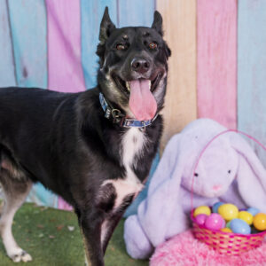 Parker (Urgently Needs A Foster)