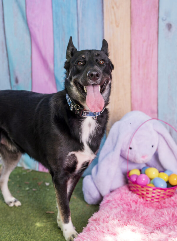 Parker (Urgently Needs A Foster)