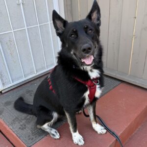 Parker (Urgently Needs A Foster)