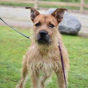 Prickly Pete (Urgently Needs A Foster)
