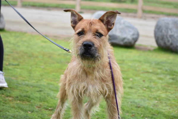 Prickly Pete (Urgently Needs A Foster)
