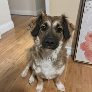 Chaco: Courtesy Post