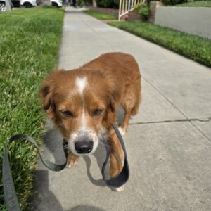Rufus: Courtesy Post