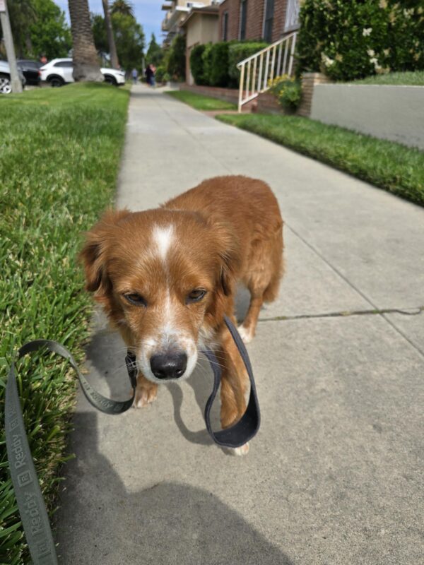 Rufus: Courtesy Post