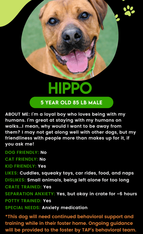 Hippo (Urgently Needs A Foster)