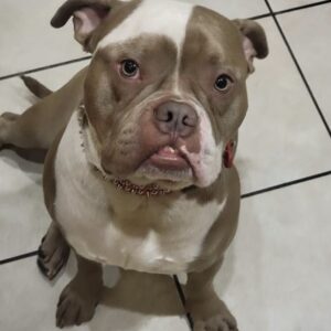 Bronx: Courtesy Post