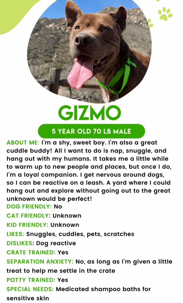Gizmo (Urgently Needs A Foster)