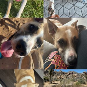 Callie: Courtesy Post