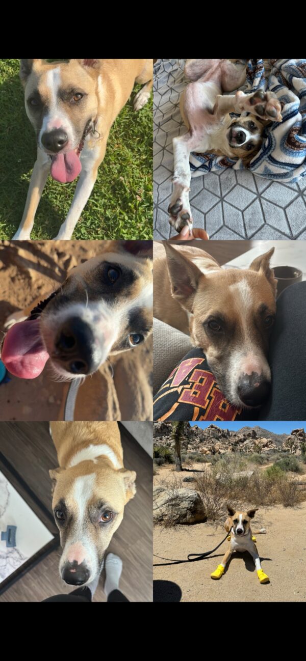Callie: Courtesy Post