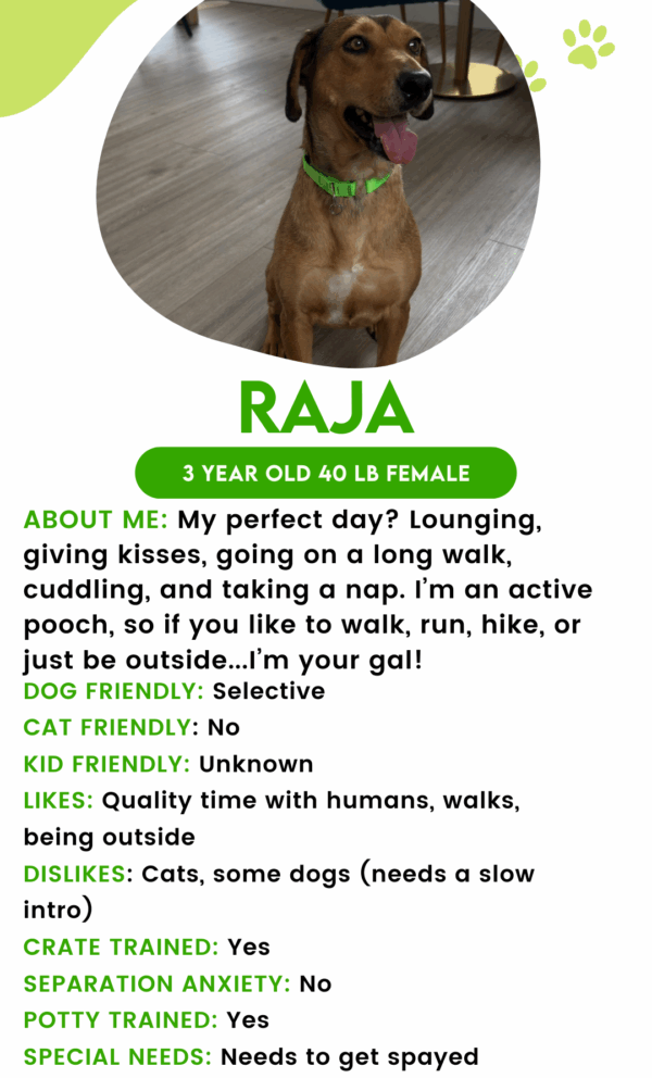 Raja