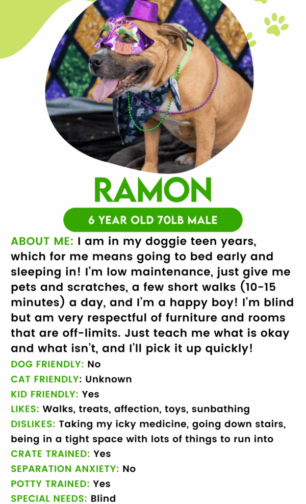 Ramon (Urgently Needs A Foster)