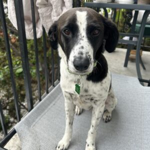 Nellie