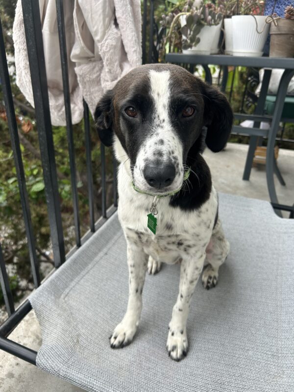 Nellie