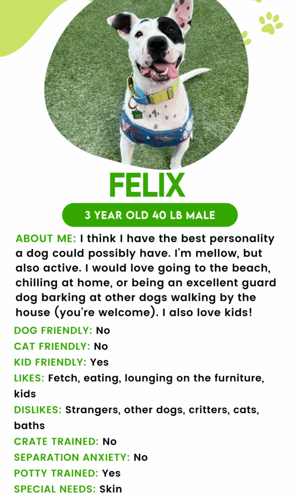 Felix (Urgently Needs A New Foster)