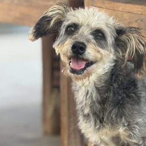 Mika
