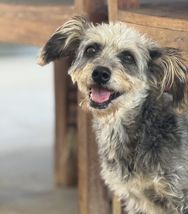 Mika