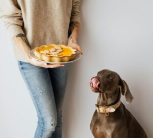 Food For Thought: Do’s and Don’ts of Doggy Dining
