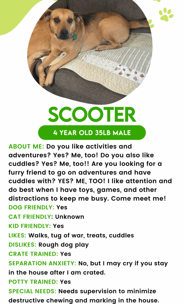 Scooter Boy