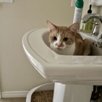 Watermelon, the kitty: Courtesy Post