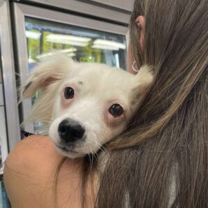 Sassy (Luna): Courtesy Post