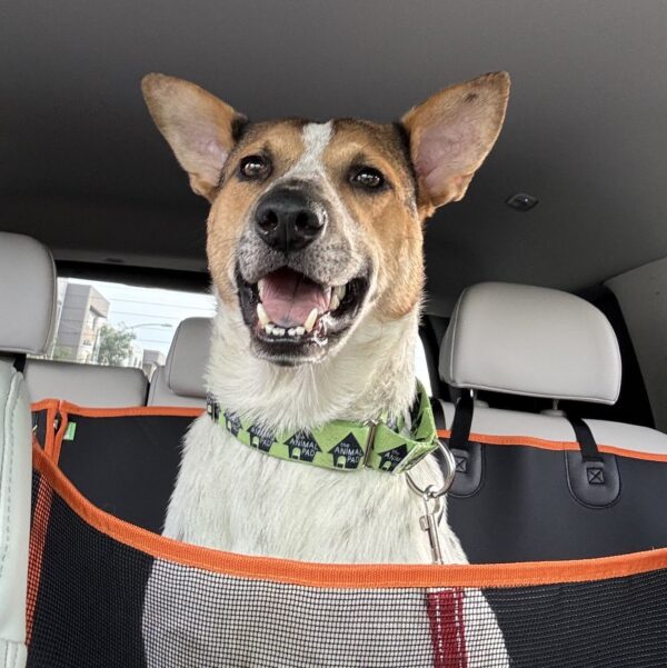 Frida: Courtesy Post
