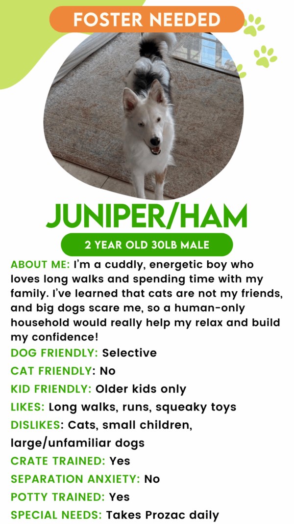 Juniper / Ham