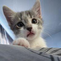 Pie the Kitty's Kittens!: Courtesy Post