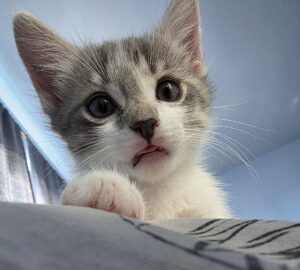 Pie the Kitty’s Kittens: Courtesy Post3 kittens available