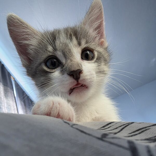 Pie the Kitty's Kittens!: Courtesy Post