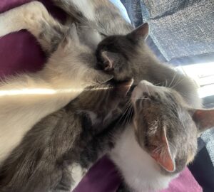 Pie the Kitty Nursery: Courtesy Post