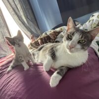 Pie the kitty: Courtesy Post