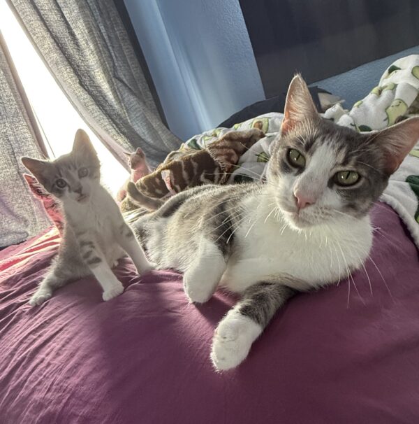 Pie the kitty: Courtesy Post