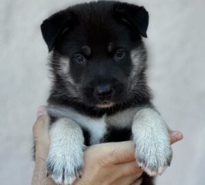 Remi’s Puppies5 puppies available