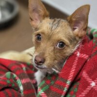 Cricket: Courtesy Post